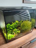 Fluval aquarium 57 liter inclusief inhoud, Ophalen of Verzenden, Gebruikt, Gevuld zoetwateraquarium
