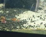 Plaatjes /platy  jongen , nog enkele, Dieren en Toebehoren, Vis