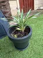 Ananasplant, Volle zon, Vaste plant, Ophalen of Verzenden, Bloeit niet