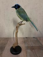 Mooie opgezette Incagaai (Groene gaai), Ophalen of Verzenden, Nieuw, Vogel, Opgezet dier