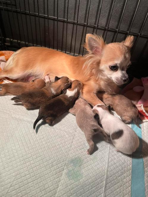 Chihuahua pups (reu), Dieren en Toebehoren, Honden | Chihuahua's en Gezelschapshonden, Reu, Chihuahua, Particulier, Meerdere, Nederland