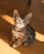 Bengaalse kittens met stamboom, moeder kampioen, Dieren en Toebehoren, Katten en Kittens | Raskatten | Korthaar, Meerdere dieren