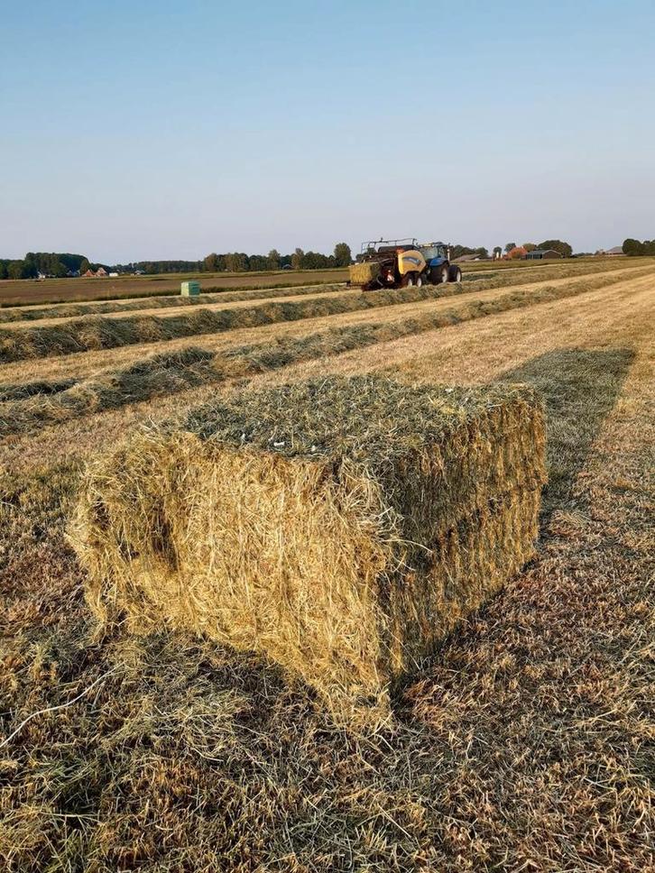 1e snee paarden hooi, Dieren en Toebehoren, Dierenvoeding, Vee, Ophalen of Verzenden