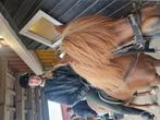 Verzorgpaard verzorgpony Hengelo Deurningen Oldenzaal, Dieren en Toebehoren, Ophalen of Verzenden, Nieuw