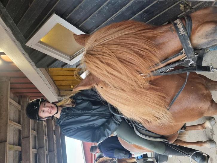 Verzorgpaard verzorgpony Hengelo Deurningen Oldenzaal, Dieren en Toebehoren, Paarden en Pony's | Verzorgingsproducten, Nieuw, Ophalen of Verzenden