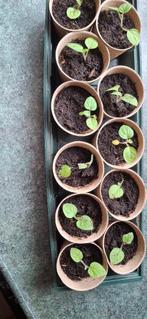 Groeten plant annenas kers, Overige soorten, Minder dan 100 cm, Zomer, Ophalen