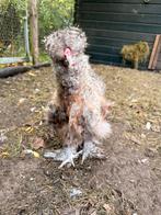 Zijdehoen haan, Dieren en Toebehoren, Pluimvee, Mannelijk, Kip