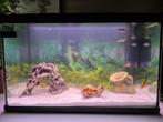 Aquarium 100 liter, Dieren en Toebehoren, Vissen | Aquaria en Toebehoren, Ophalen, Zo goed als nieuw, Gevuld zoetwateraquarium