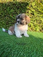 Zeer mooie speelse boomer pup., Dieren en Toebehoren, Honden | Chihuahua's en Gezelschapshonden, Overige rassen, CDV (hondenziekte)