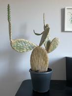 Cactus - schijfcactus, Ophalen, Cactus, Volle zon, Minder dan 100 cm