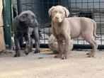 Nog 2 labrador pups, 1 reutje & 1 teefje, 8 tot 15 weken, Labrador retriever, CDV (hondenziekte), Meerdere