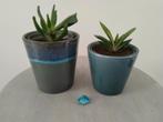 Bloempotje HK living en een blauwe, met plant, Ophalen, Overige soorten, Minder dan 100 cm