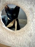 Lieve kittens te koop, Dieren en Toebehoren, Katten en Kittens | Overige Katten, Meerdere dieren, Kortharig, 0 tot 2 jaar