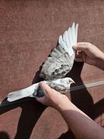 Jonge postduif, Geslacht onbekend, Postduif