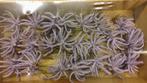 Spidergum Claws paars decoratie materialen bloemstuk kerst, Ophalen, Nieuw, Materiaal