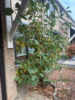 Magnolia Beverboom - Magnolia ×soulangeana, Ophalen, Halfschaduw, Overige soorten, 250 tot 400 cm