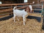Mooi jonge boergeit bok, Dieren en Toebehoren, Schapen, Geiten en Varkens, Mannelijk, Geit