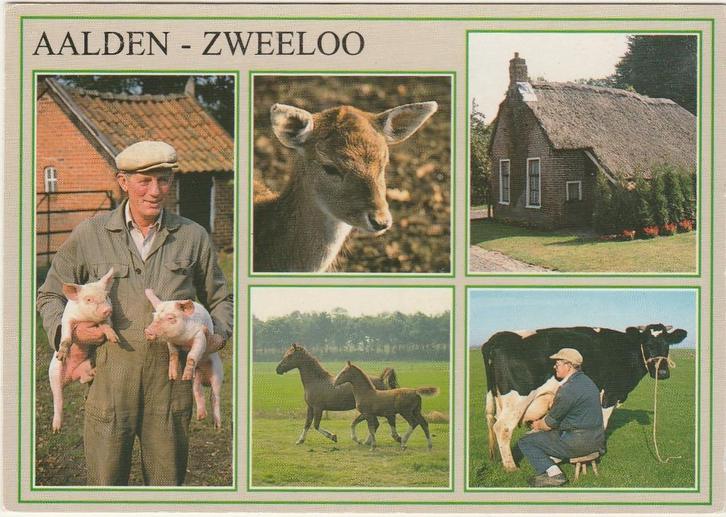AALDEN ZWEELOO Boer Paarden Boerderij Melken, Verzamelen, Ansichtkaarten | Nederland, Gelopen, Drenthe, 1980 tot heden, Verzenden