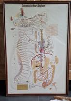 oud ingelijst affiche zenuwstelsel 105 x 74 cm jaren 50, Ophalen, Gebruikt, Overige soorten, Overige typen