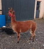 Brave alpaca merrie, Dieren en Toebehoren, Overige Dieren, Januari, Vrouwelijk