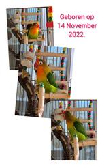 Agapornis Fisherie vrouwtje van 3 jaar jong., Vrouwelijk, Dwergpapegaai of Agapornis