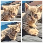 Mooie kittens X bengaal, Meerdere dieren, Kortharig, 0 tot 2 jaar