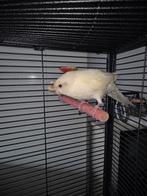 Kakariki (pop) 2025, Dieren en Toebehoren, Vrouwelijk, Parkiet