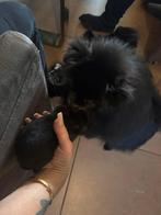 Pomeriaan kanjer te koop, Eén hond, Nederland, Particulier, Reu