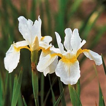 Iris sibirica, baardiris, vaste plant