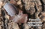 Porcellio spatulatus 'Villacidro', Overige soorten