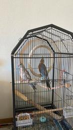 2 valkparkieten met kooi, Dieren en Toebehoren, Meerdere dieren, Parkiet