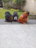 Zijdehoen u.s.a. haan, Dieren en Toebehoren, Pluimvee, Mannelijk, Kip