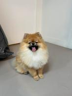 Prachtige dekreu, zuivere pommeriaan met stamboom, Dieren en Toebehoren, 1 tot 2 jaar, Eén hond, Nederland, Particulier