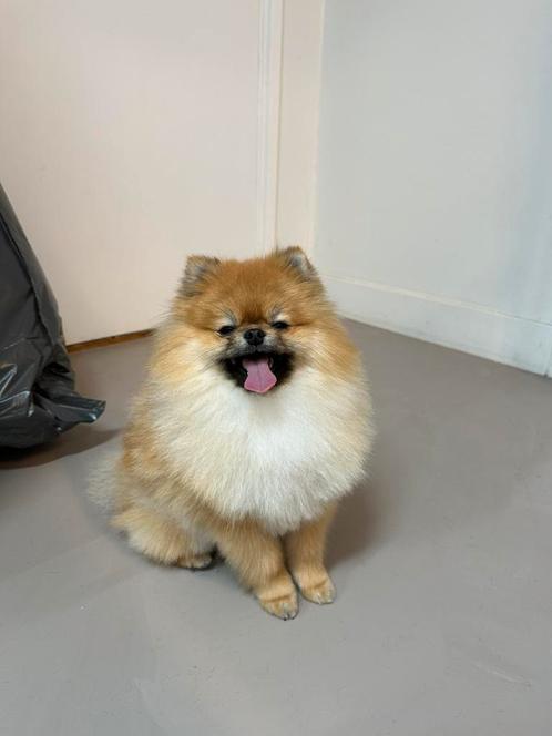 Prachtige dekreu, zuivere pommeriaan met stamboom, Dieren en Toebehoren, Honden | Poolhonden, Keeshonden en Oertypen, Reu, Overige rassen
