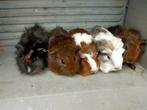 Jonge cavia's, Dieren en Toebehoren, September, Vrouwelijk, Cavia