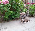 Puppy's, Rabiës (hondsdolheid), 8 tot 15 weken, Meerdere, Meerdere dieren