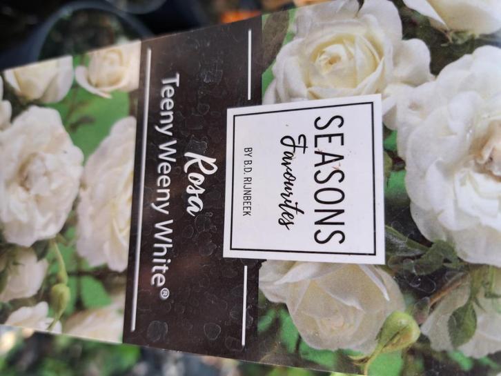 Restpartij 12 lage stamrozen witroze € 100 totaal, Tuin en Terras, Planten | Struiken en Hagen, Struik, Overige soorten, Minder dan 100 cm