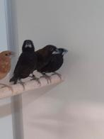 Borneo bronzemannen, Meerdere dieren, Tropenvogel, Geringd