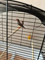 Zebravinken incl kooi, Dieren en Toebehoren, Vogels | Hokken en Kooien, Ophalen, Metaal, Vogelkooi