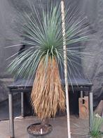 Yucca linearifolia ssp. Saltillo 175 cm, stam 115 cm, Volle zon, Vaste plant, Zomer, Ophalen