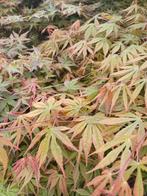 Acer palmatum pré bonsai en tuinbonsai, Ophalen, Esdoorn, 100 tot 250 cm