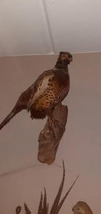 Opgezette Fazant - Prachtig Decoratiestuk, Antiek en Kunst, Ophalen of Verzenden