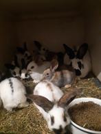 Jonge Lotharingers, Dieren en Toebehoren, Konijnen, Meerdere dieren, Groot