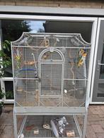2 tamme zwart kop caique's, Dieren en Toebehoren, Vogels | Parkieten en Papegaaien, Meerdere dieren, Papegaai, Geringd