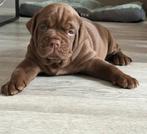 Super mooie pups old englishe bulldog x tosa, CDV (hondenziekte), 8 tot 15 weken, Bulldog, Meerdere