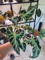 Alocasia loco xl, Huis en Inrichting, Ophalen of Verzenden, Overige soorten, Minder dan 100 cm
