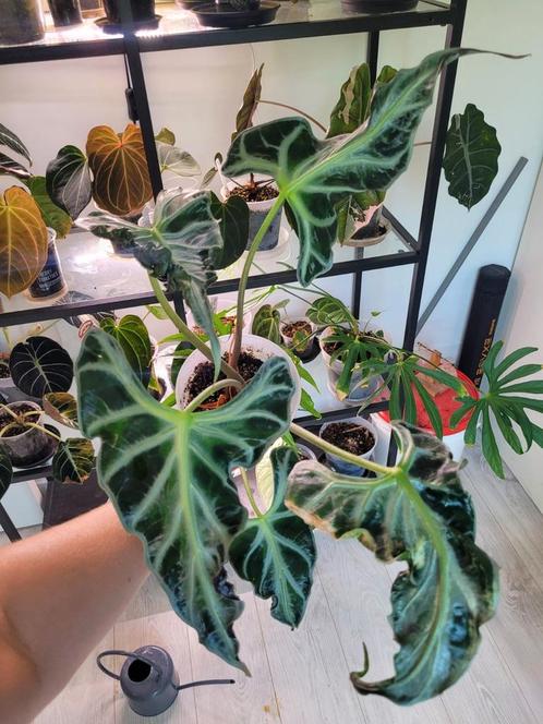 Alocasia loco xl, Huis en Inrichting, Kamerplanten, Overige soorten, Minder dan 100 cm, Ophalen of Verzenden