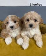 Maltipoo pups, Dieren en Toebehoren, Nederland, Overige rassen, 8 tot 15 weken, Meerdere