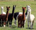 op zoek naar alpaca's, Dieren en Toebehoren, Overige Dieren, Maart, Mannelijk