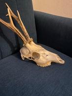 Hertengewei Hoofd - Decoratief en Authentiek, Antiek en Kunst, Ophalen of Verzenden